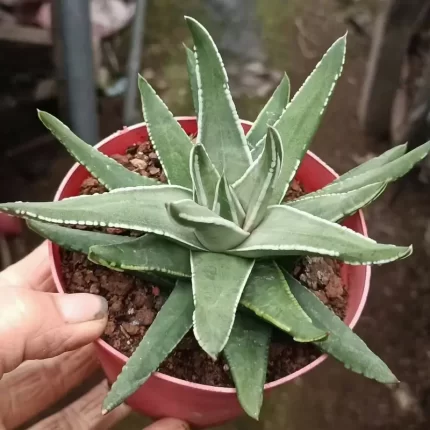 Misc Plants – Page 2 – Canopy Plant Co.