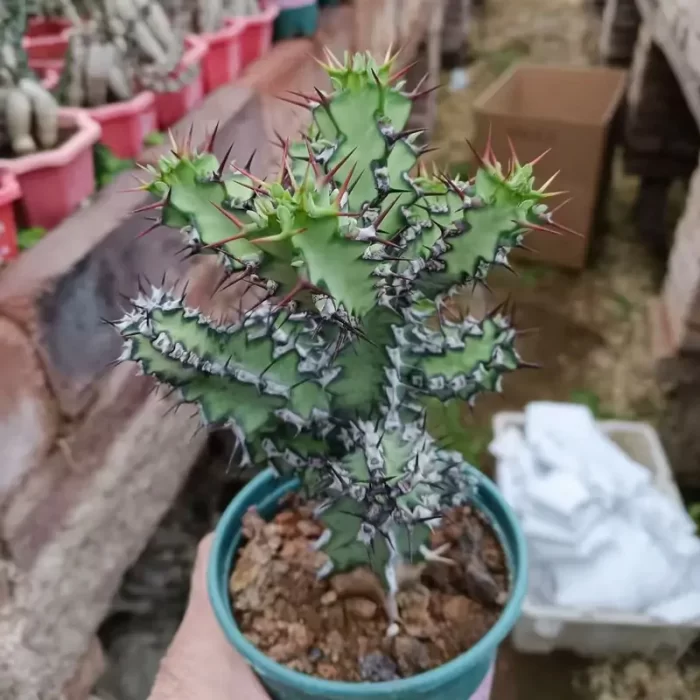 CG1100C1462.webp Euphorbia-zoutpansbergensis - Image 1