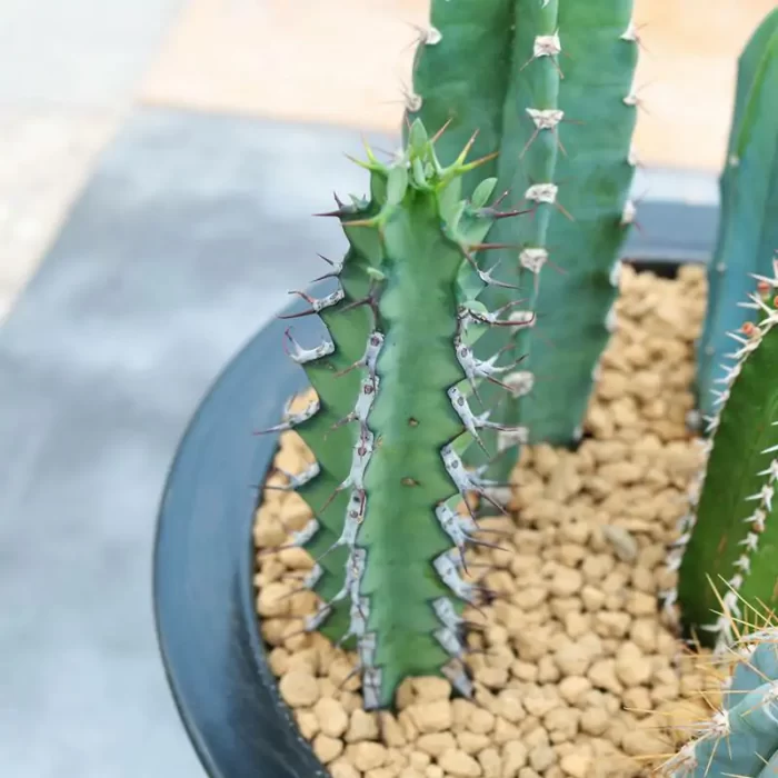 CG1110C1242.webp Euphorbia-Zoutpansbergensis - Image 1