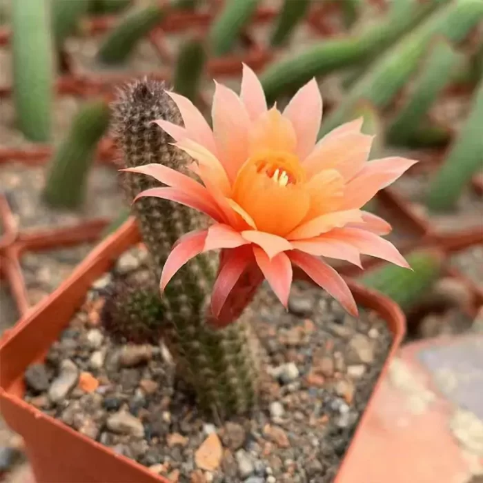 CG1110C1244.webp Cactus-Jin Niu - Image 1