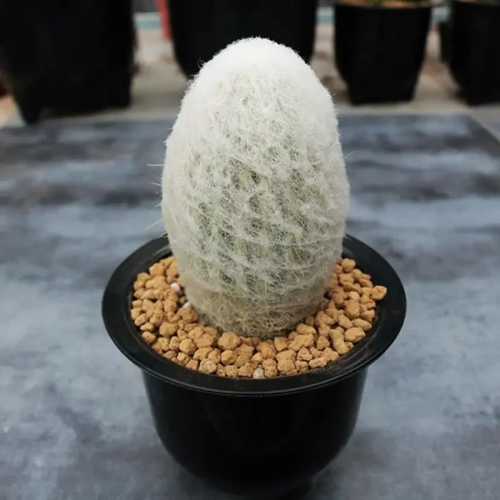 CG1110C1291.webp Cactus-Espostoa lanata - Image 1