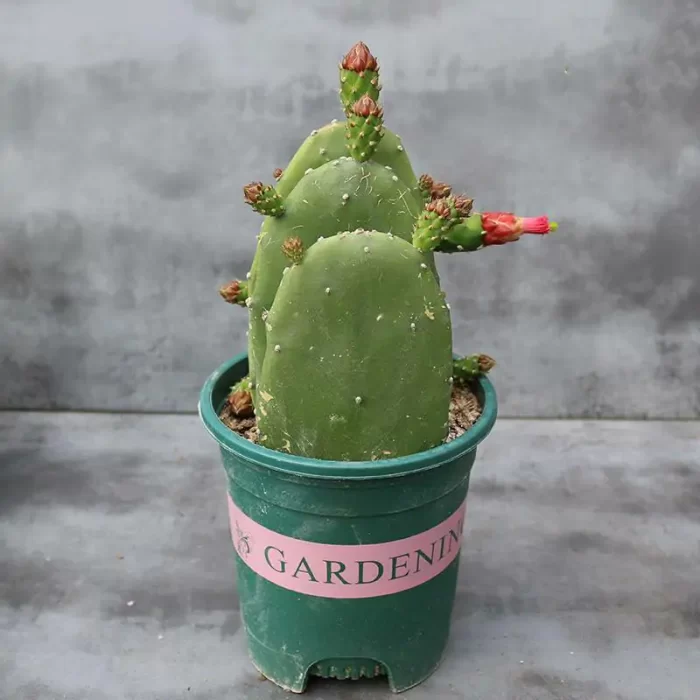 CG1110C1319.webp Cactus-cactus - Image 1