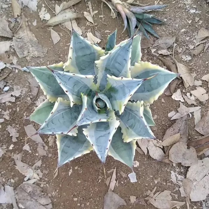 CG1120A3026.webp Agave potatorum var. verschaffeltii var. - Image 1