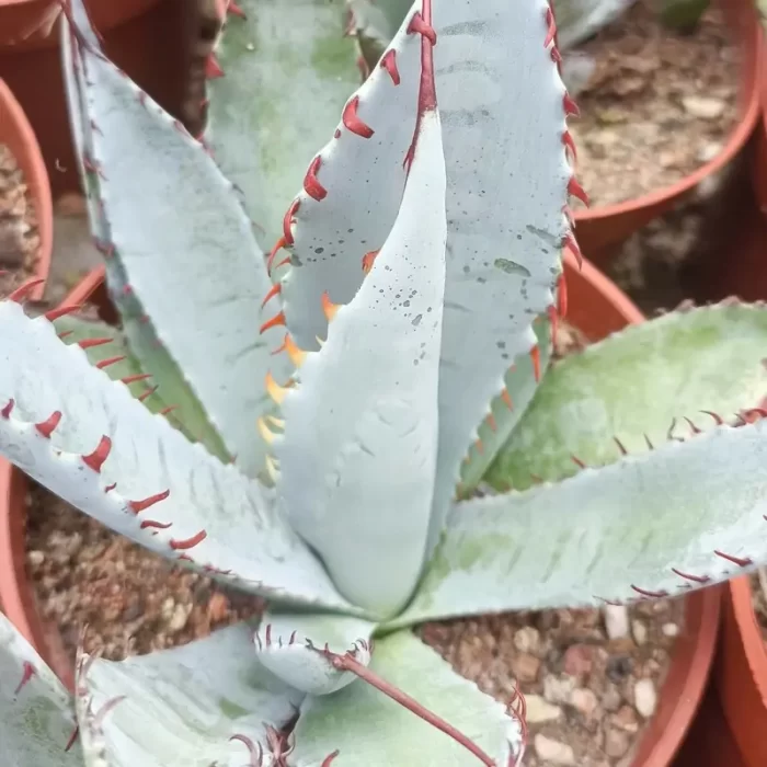 Agave Palmeri 'Kutsugen-no-Maiougi' - Image 1