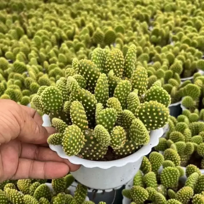 CG1120C1466.webp Cactus-Opuntia microdasys (Lehm.) Pfeiff. - Image 1