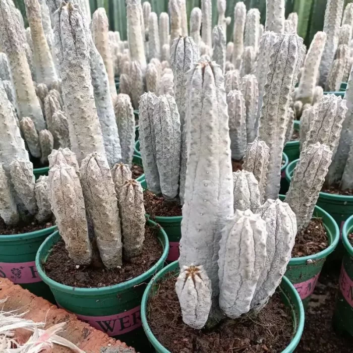 CG1120C1467.webp Euphorbia-abdelkuri Clustering - Image 1