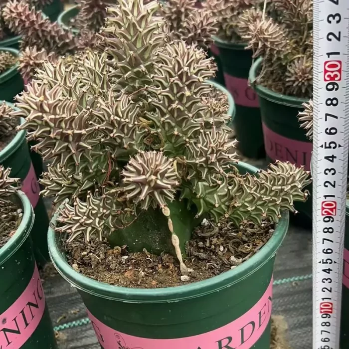 CG1200C1461.webp Euphorbiaceae-Monadenium guentheri Clustering - Image 1