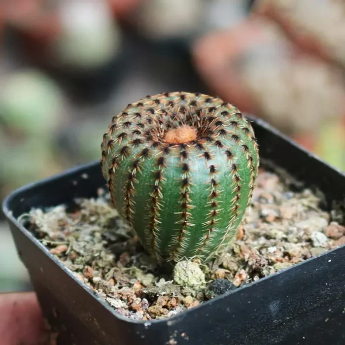 CG120C1367.webp Cactus-Frailea perbella - Image 1