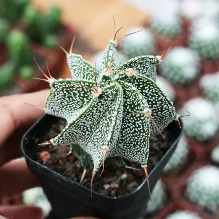 CG130C1369.webp Cactus-General law - Image 1