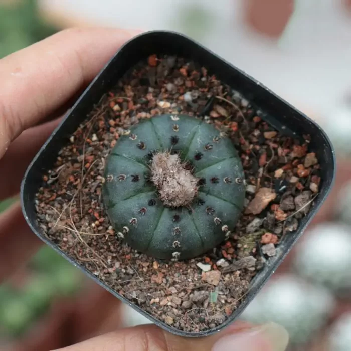 CG130C1379.webp Cactus-Frailea asterioides - Image 1