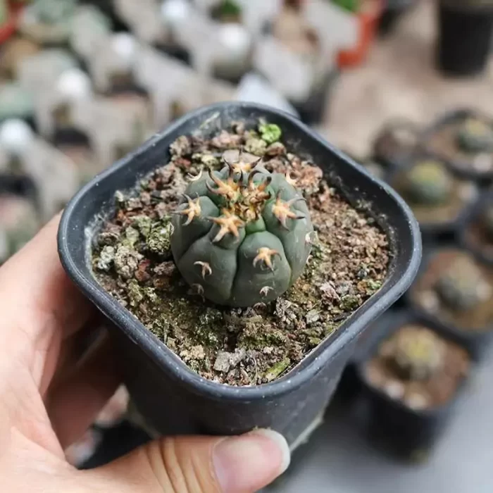 CG130C1387.webp Cactus-Cat's paw - Image 1