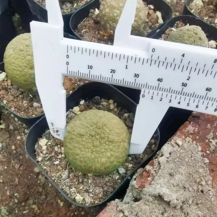 Pseudolithos migiurtinus - Image 1