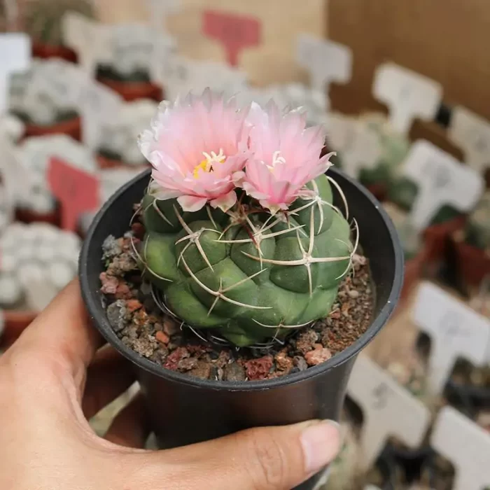 CG150C1352.webp Cactus-TheloCactus-hexaedrophorus - Image 1