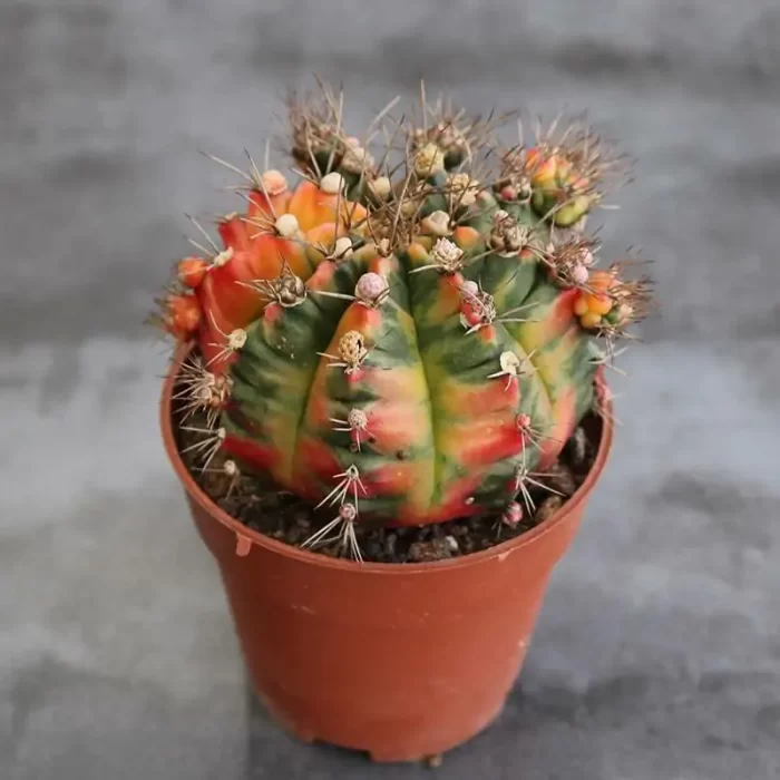 CG150C1377.webp Cactus-Gymnocalycium mihanovichii Variegate - Image 1