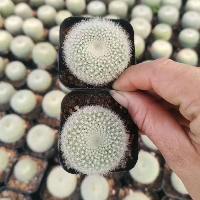 CG150C1418.webp Cactus-Scarlet Ball Cactus,Parodia haselbergii - Image 1