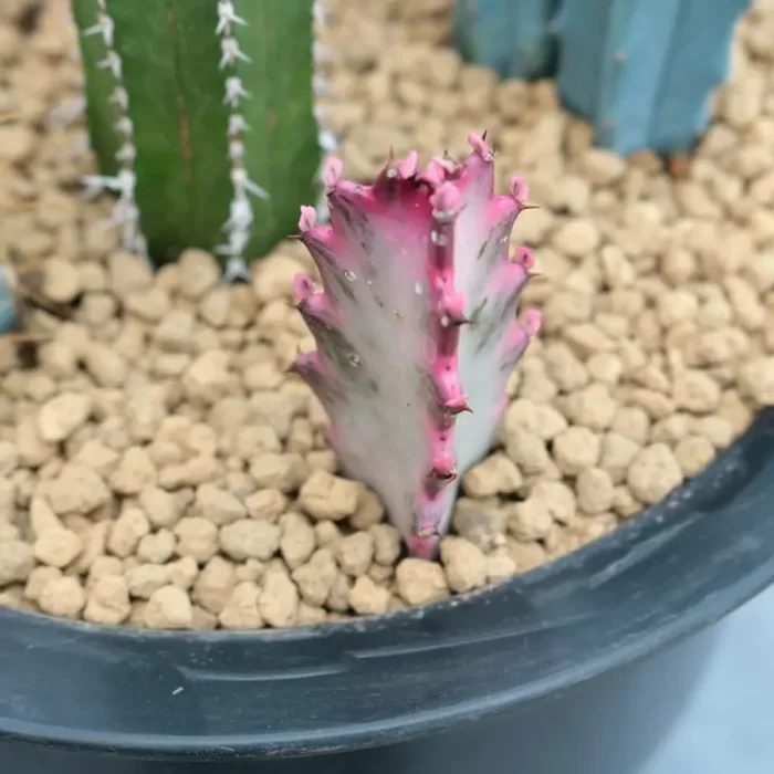 CG160C1240.webp Euphorbia-lactea variegated - Image 1