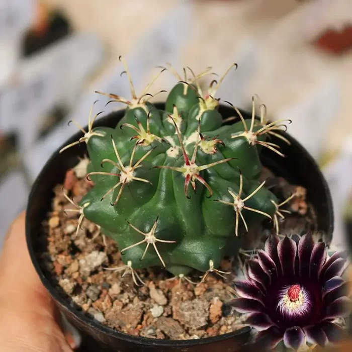 CG160C1351.webp Cactus-GlanduliCactus-Unicatus - Image 1