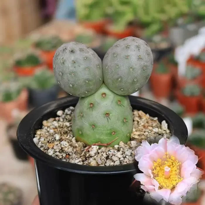 CG160C1388.webp Cactus-TephroCactus-geometricus Three Headed - Image 1