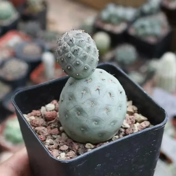 Cactus-TephroCactus-geometricus Double Headed - Image 1