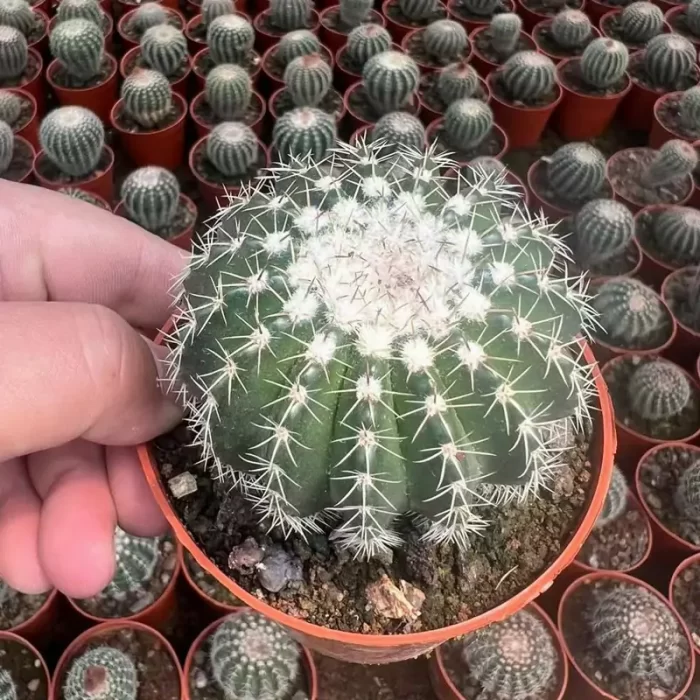 CG160C1437.webp Cactus-Parodia - Image 1