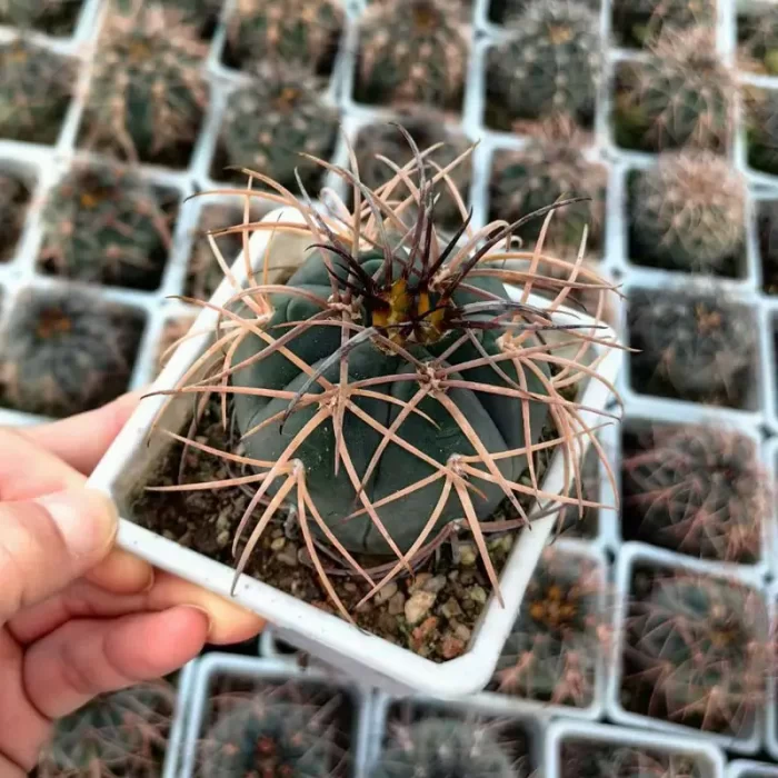 CG160C1444.webp Cactus-Gymnocalycium spegazzinii subsp. cardenasianum - Image 1