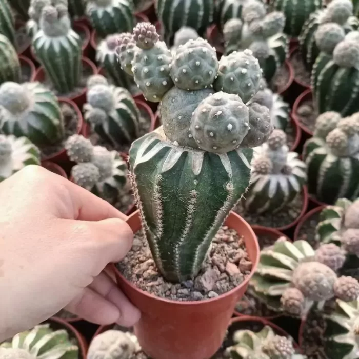 TephroCactus-geometricus - Image 1
