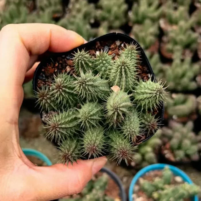 CG160C1459.webp Asura - Image 1