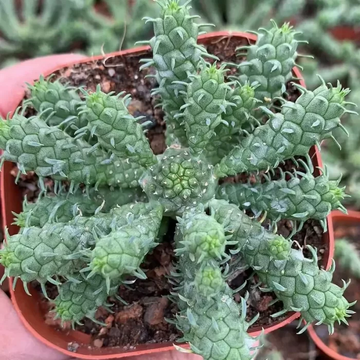 CG160C1479.webp Euphorbia-inermis - Image 1