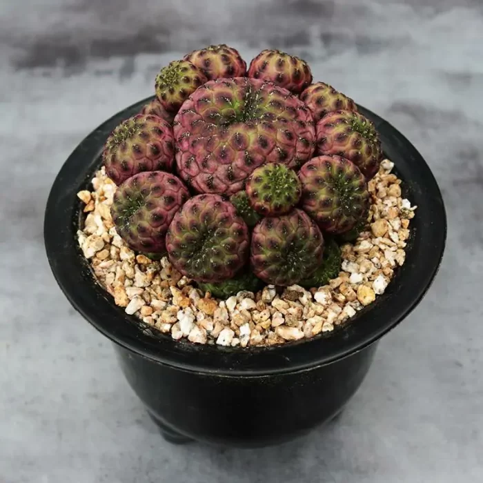 CG170C1287.webp Cactus-Sulcorebutia rauschii f. Violacidermis Clustering - Image 1