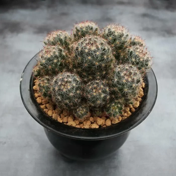 CG170C1293.webp Cactus-Mammillaria prolifera. - Image 1