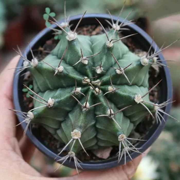 CG170C1314.webp Cactus-Gymnocalycium mihanovichii var. friedrichii Werderm. 'Hibotan' - Image 1