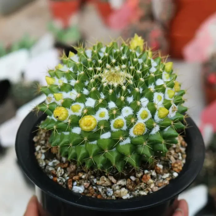 Cactus-Mammillaria marksiana - Image 1