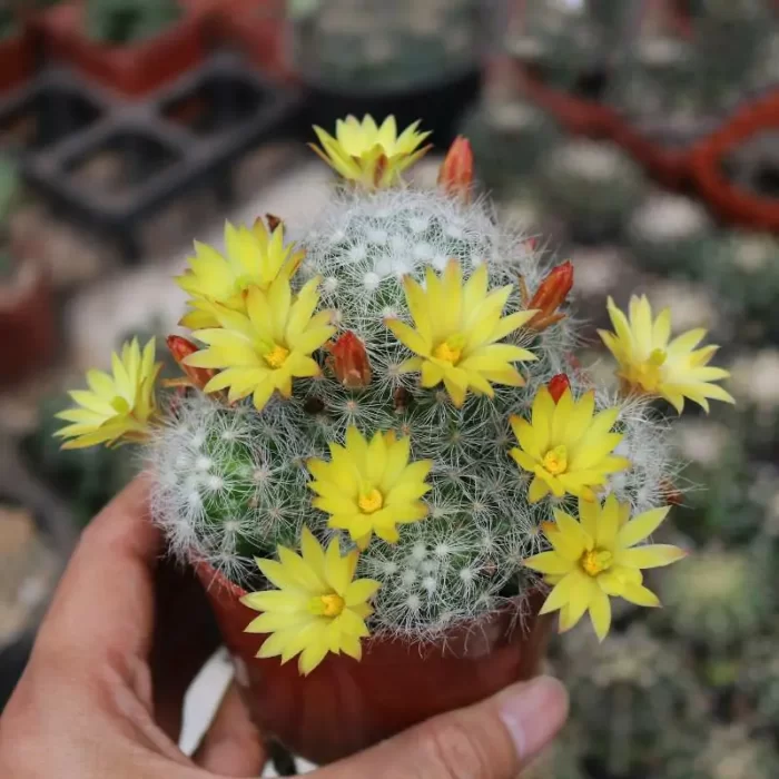 Cactus-Mammillaria baumii - Image 1