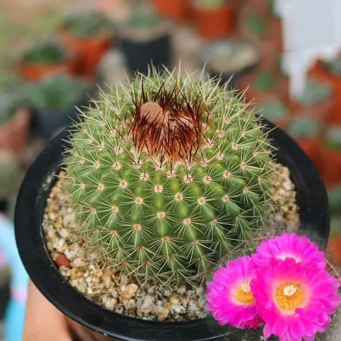 CG170C1336.webp Cactus-red jade - Image 1