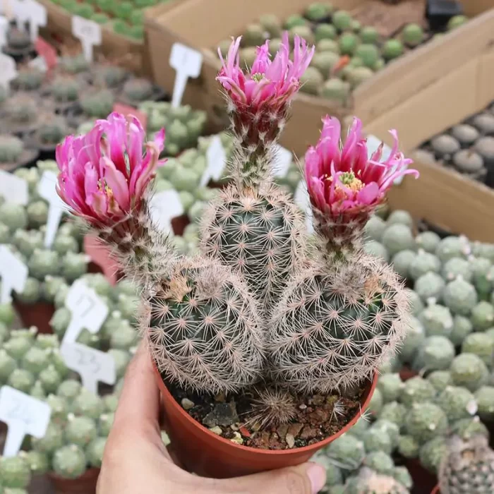 CG170C1354.webp Cactus-Echinocereus fendleri 3 heads - Image 1
