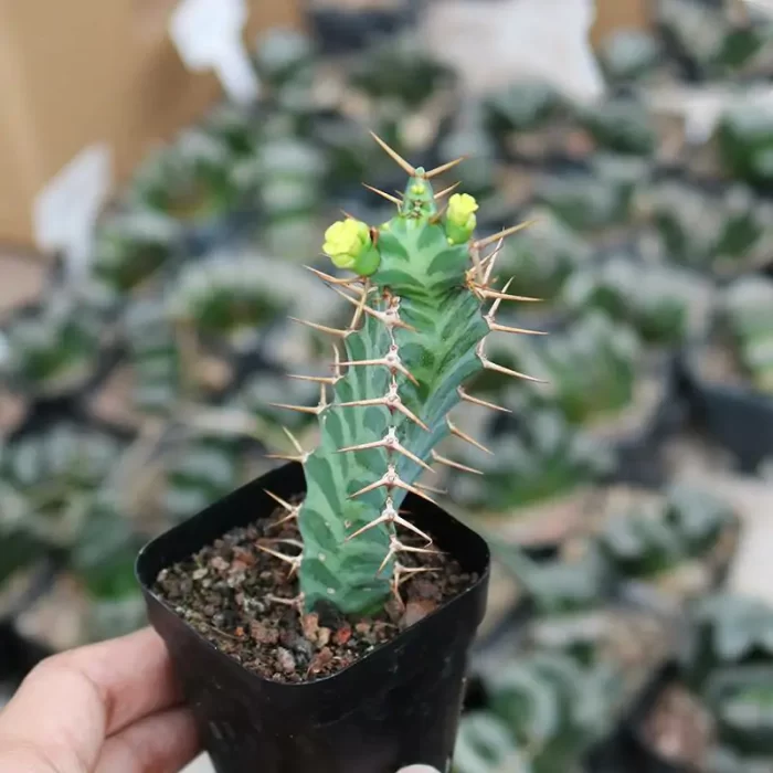 CG170C1363.webp Euphorbia-virosa - Image 1