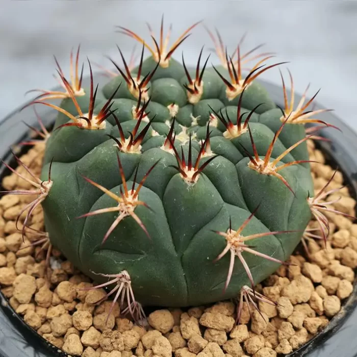 CG180C1288.webp Cactus-Gymnocalycium saglionis - Image 1