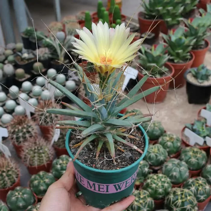 CG180C1326.webp Cactus-Leuchtenbergia Principis - Image 1