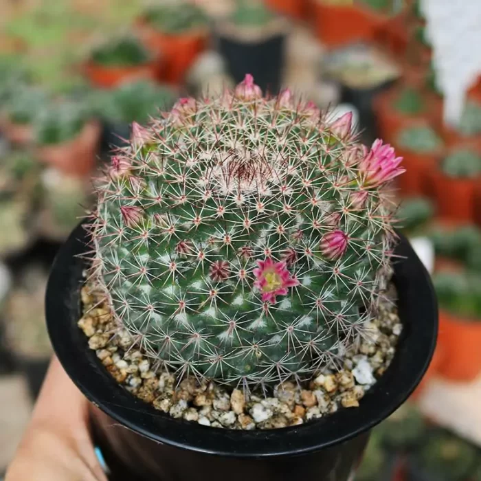 CG180C1337.webp Cactus-show color - Image 1