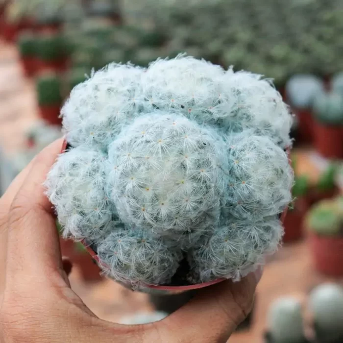 CG190C1310.webp Cactus-Mammillaria plumosa - Image 1