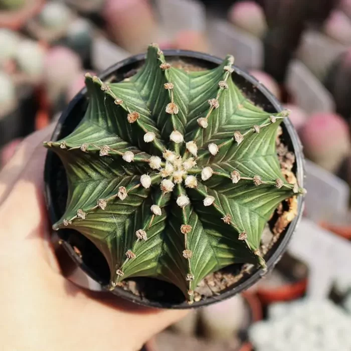 CG190C1345.webp Cactus-Gymnocalycium stenopleurum var. - Image 1