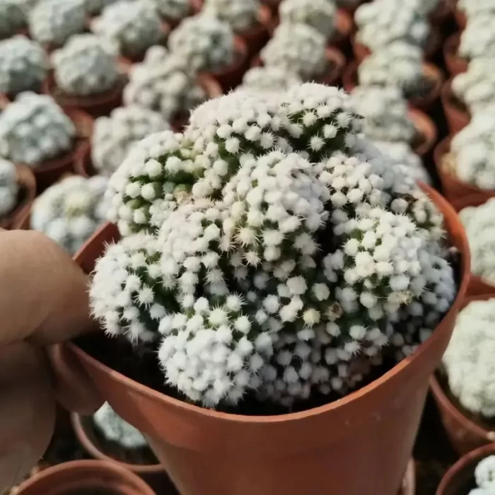 CG190C1393.webp Cactus-Mammillaria vetula 'Arizona Snowcap' - Image 1
