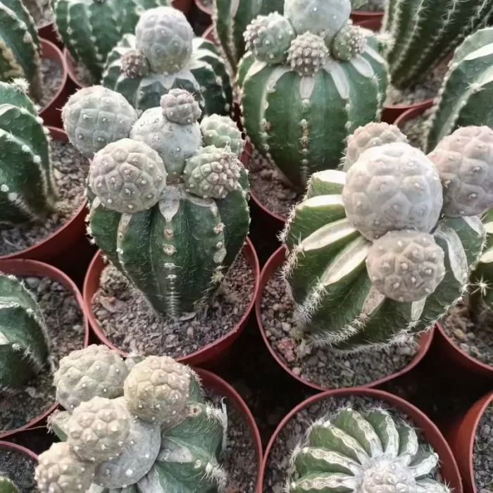 CG190C1426.webp TephroCactus-geometricus - Image 1