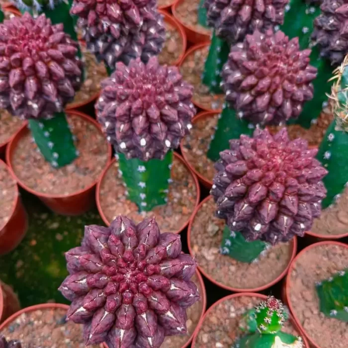 CG190C1433.webp Cactus-Eriosyce napina - Image 1