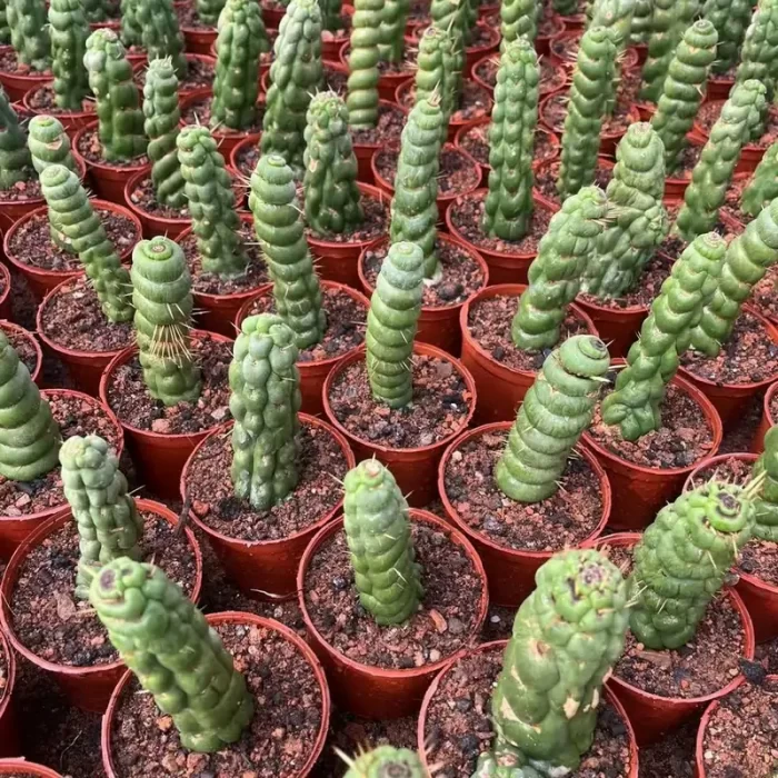 CG190C1473.webp Cactus-Eulychnia castanea - Image 1