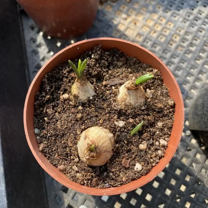 Hyacinthus orientalis L. Sp. Pl. (3pcs/pot) - Image 3