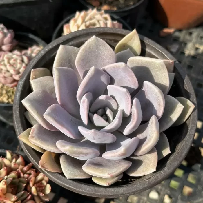 Graptoveria Debbie - Image 1