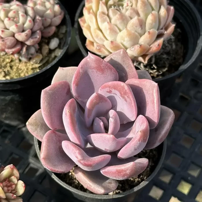 e201-106.webp Graptopetalum Debby - Image 1