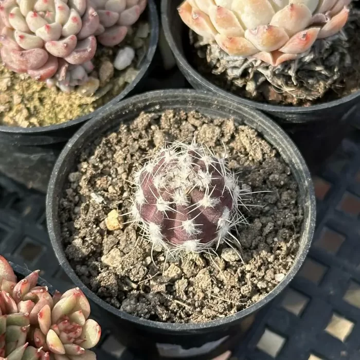 e201-107.webp Cactus-Echinopsis eyriesii - Image 1