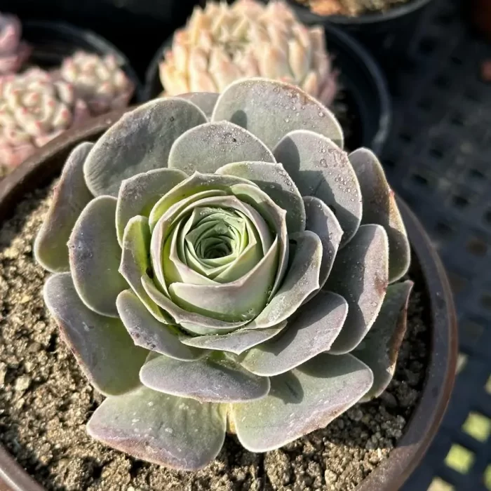 Aeonium El Hierro - Image 1